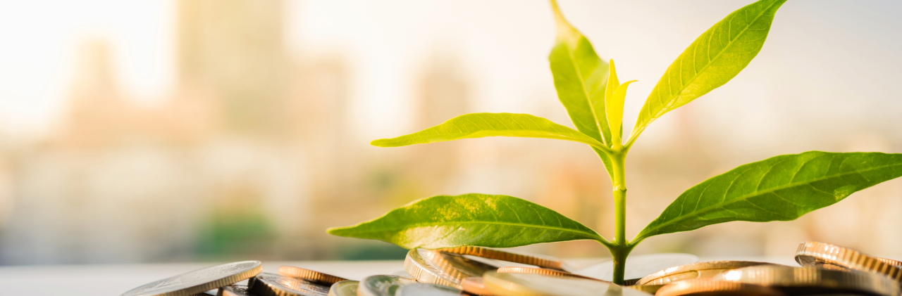 Plata verde creciendo entre monedas - Contribuciones Ganera